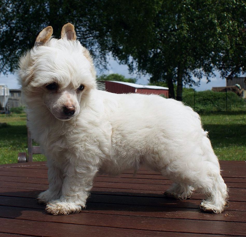 Be My Dog's Thumbsup It's Me