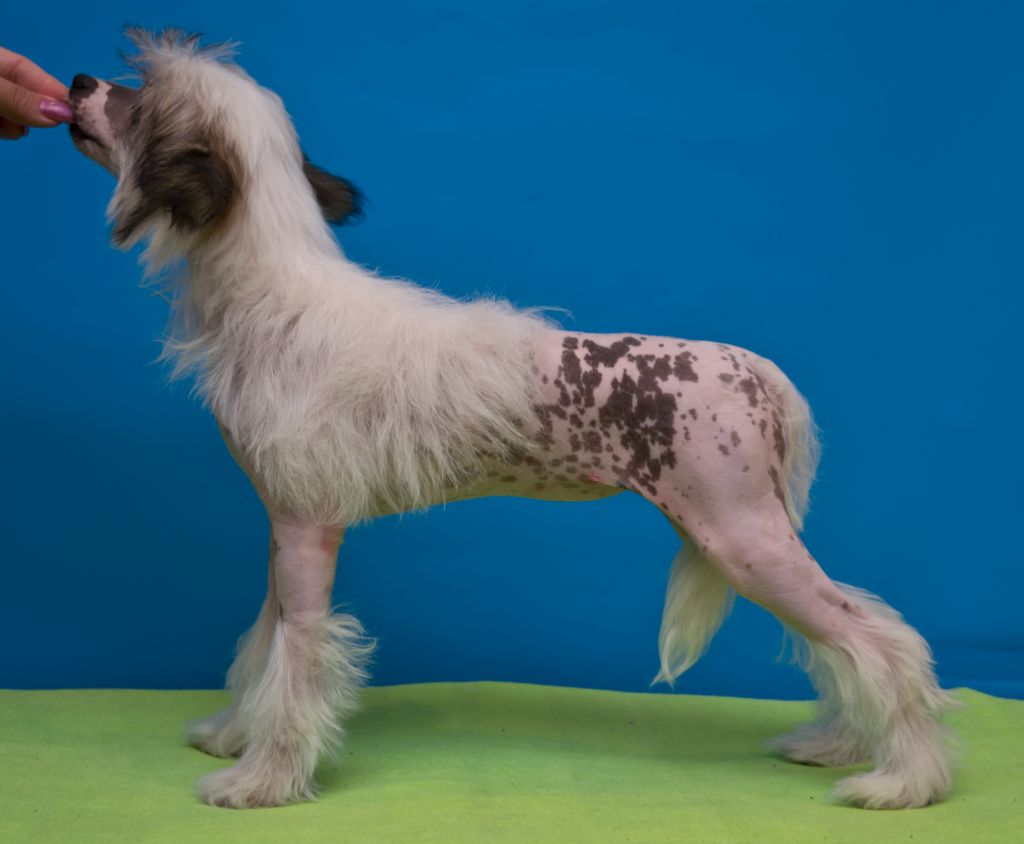 Hohlatiy glamour Pretty-pretty