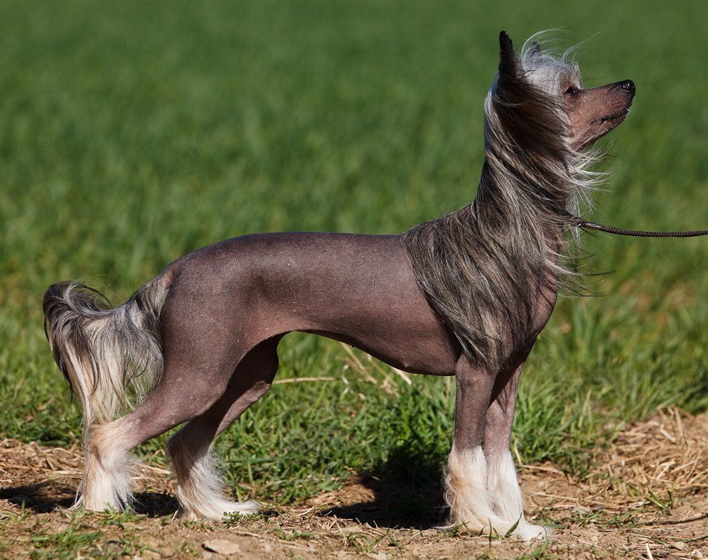 Oblivion Annihilation