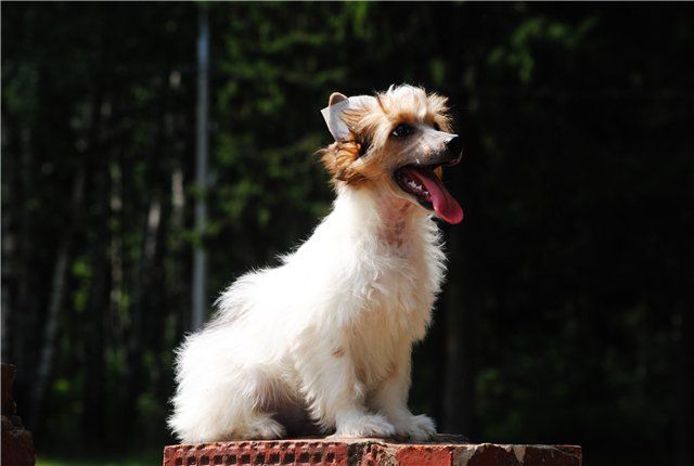 Grand Sunlife Zhiskar D'Esten