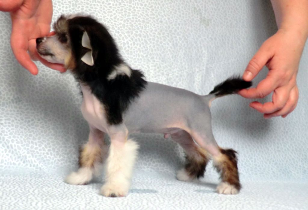 Hotabich Veseliy Djin