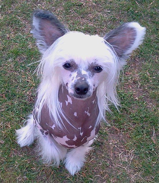 Wild Fairy All For Love