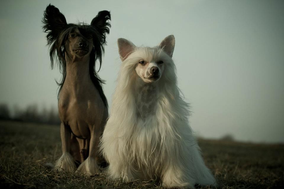 Tizzy Cleris likes Cookie