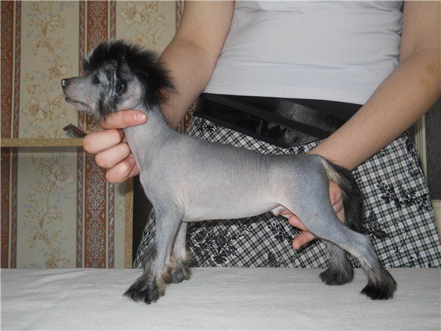 Blackdgek