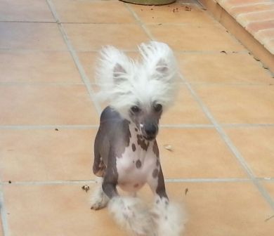 Guyzmo Des Picholines