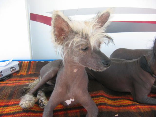 Eclipse Barco du Soleil Levant de Lastrèche