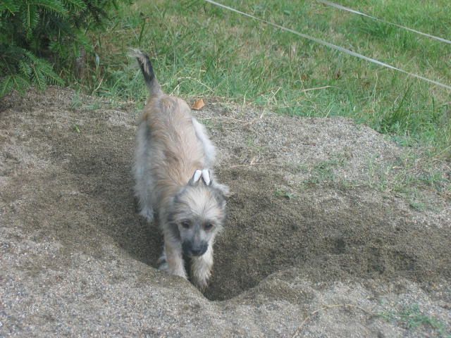 Elee-Shan Bahco du Soleil Levant de Lastrèche