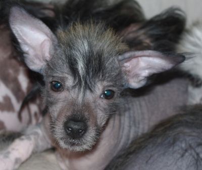 Fun-gin Bonco du Soleil Levant de Lastrèche