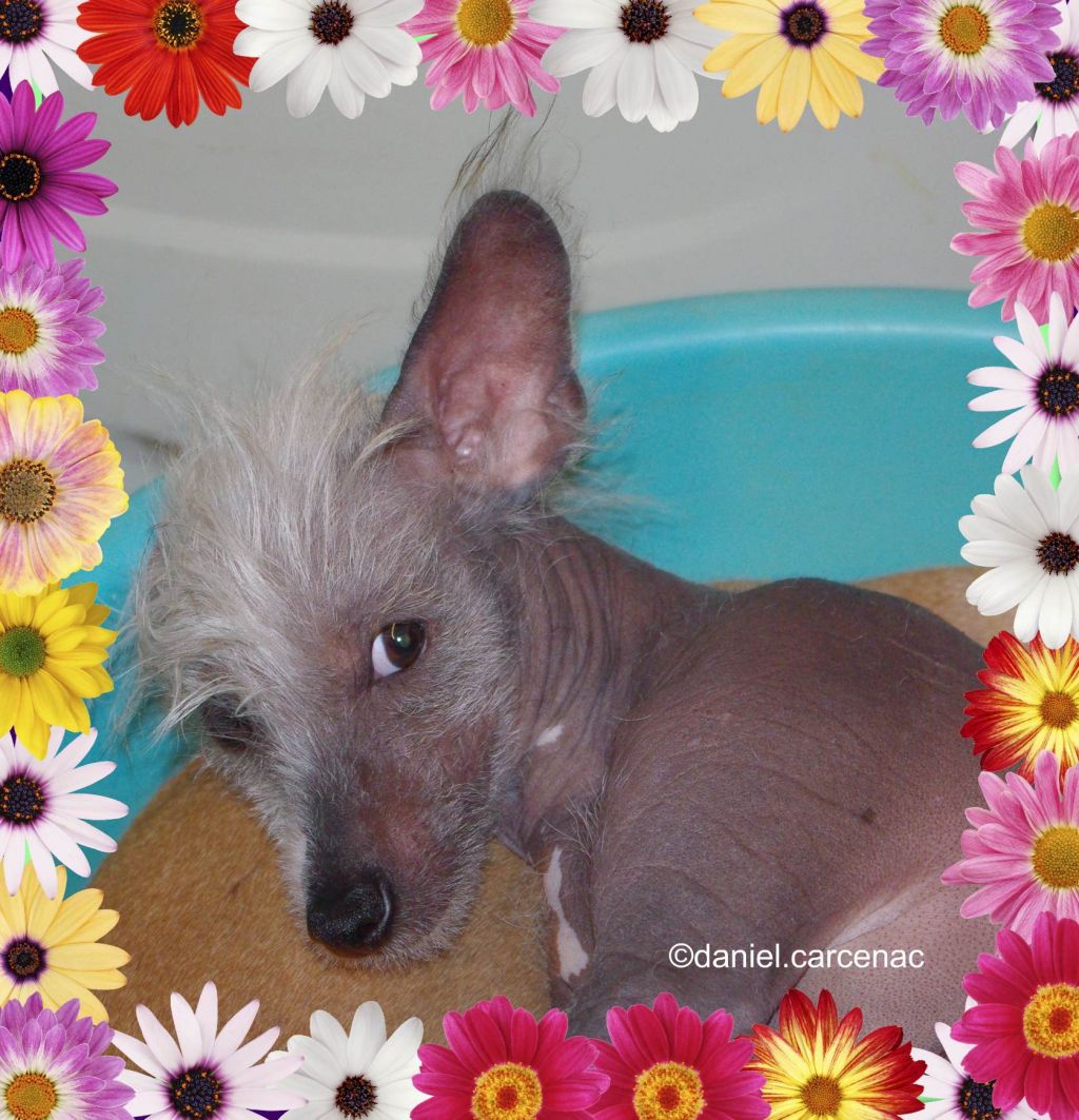 Feilong-skaï Veico du Soleil Levant de Lastrèche