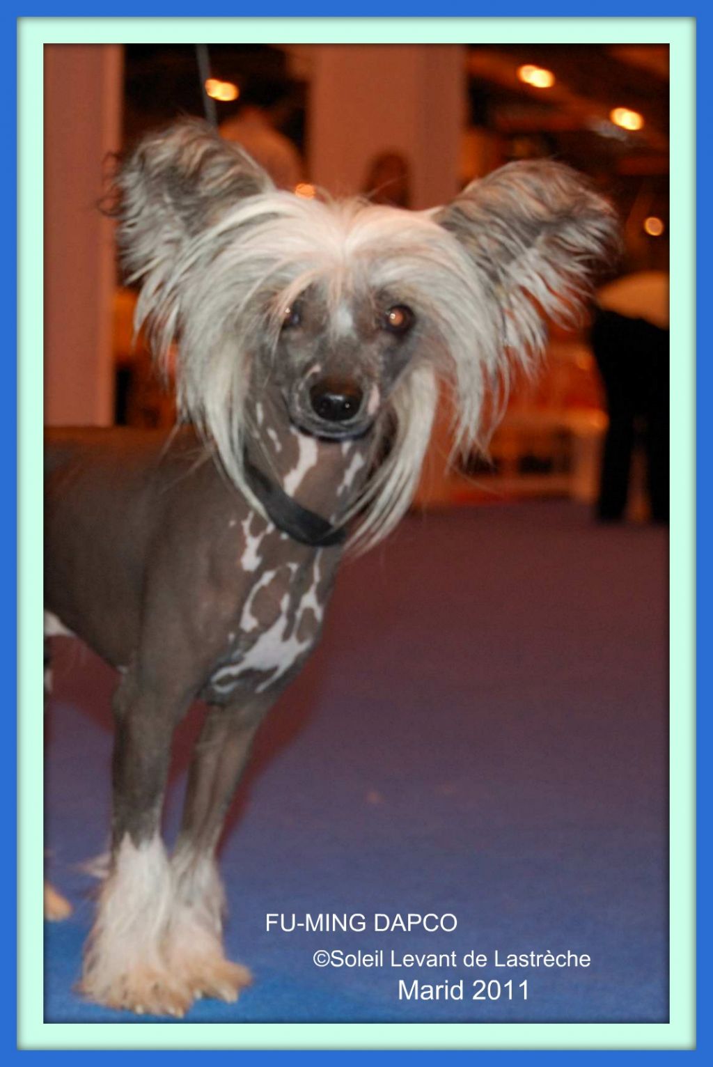 Fu-ming Dapco du Soleil Levant de Lastrèche