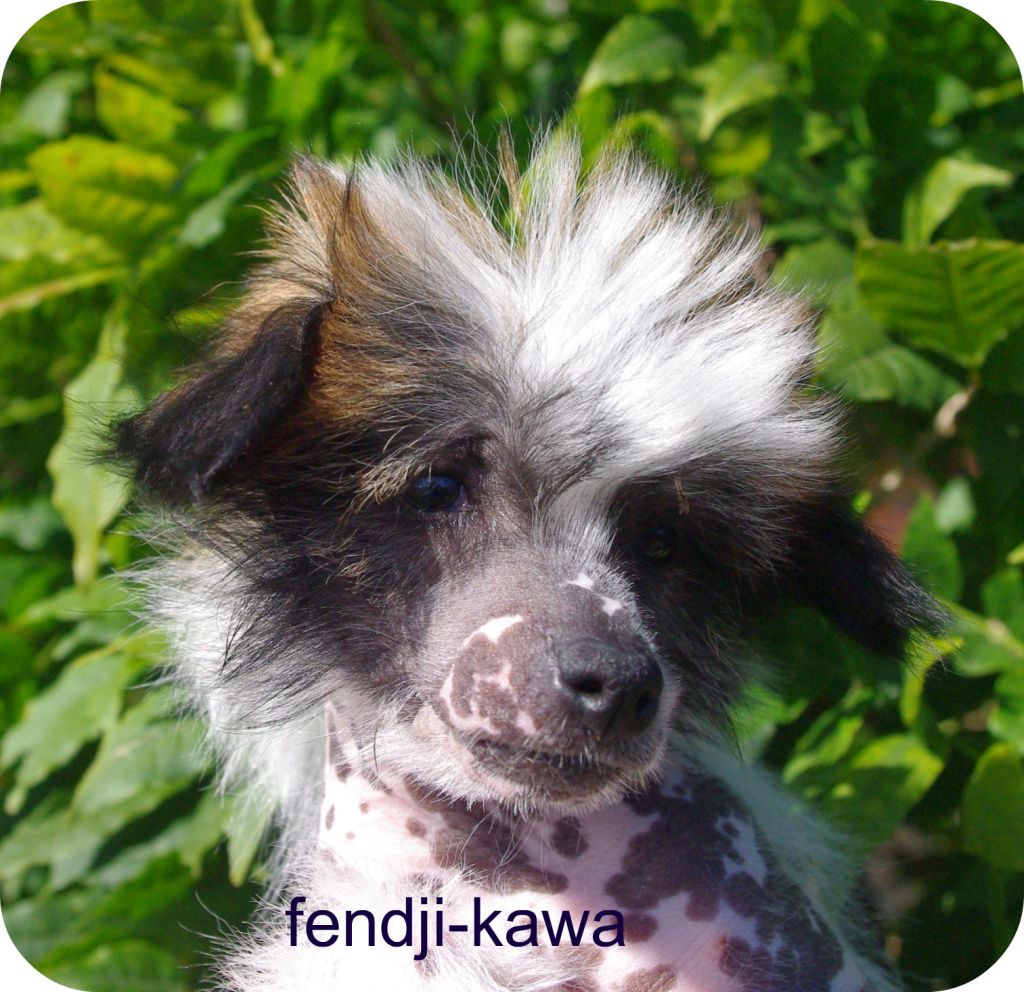 Fendji-kawa Barco du Soleil Levant de Lastrèche