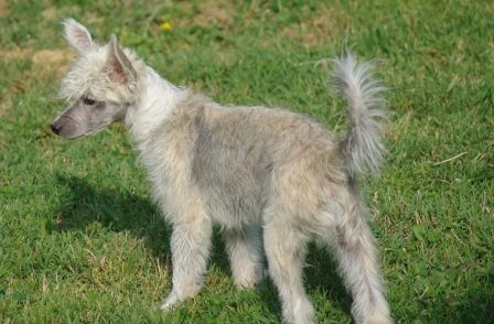 Fun-kaï Bonco du Soleil Levant de Lastrèche