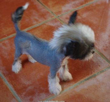 Fu-tching Dapco du Soleil Levant de Lastrèche