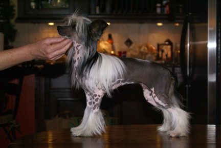 Zoelle Asian Persuasion