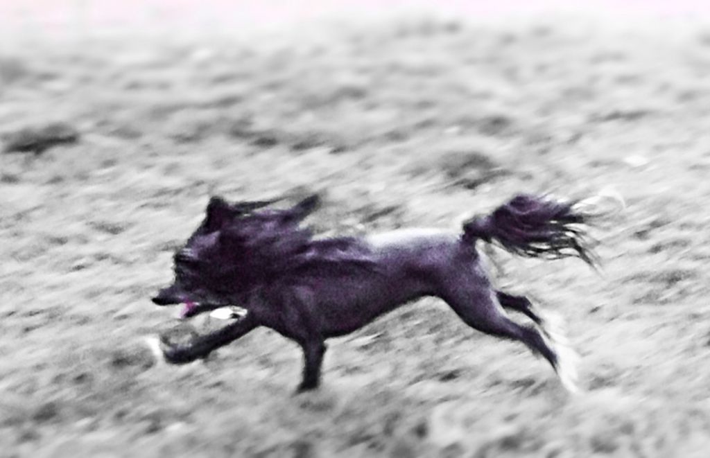 Zoelle's Gia Bella Baldpark