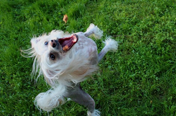 Golden Diamond Cresteds I'm One & Only