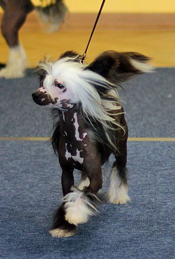 Jade Noir von Shinbashi