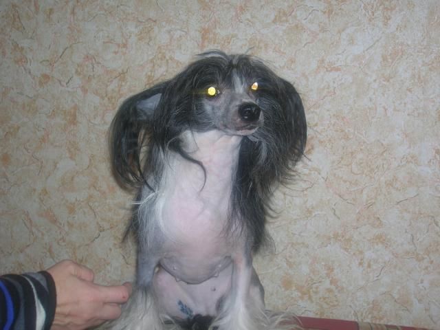 Ivory Beautiful Star