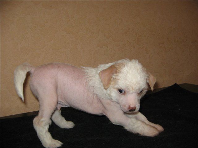 Rice Malen'kiy Angel