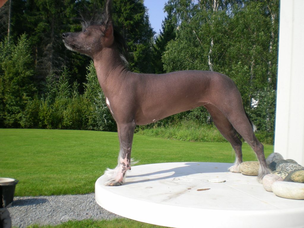 Rillareijan Toka Topakka Tyttö