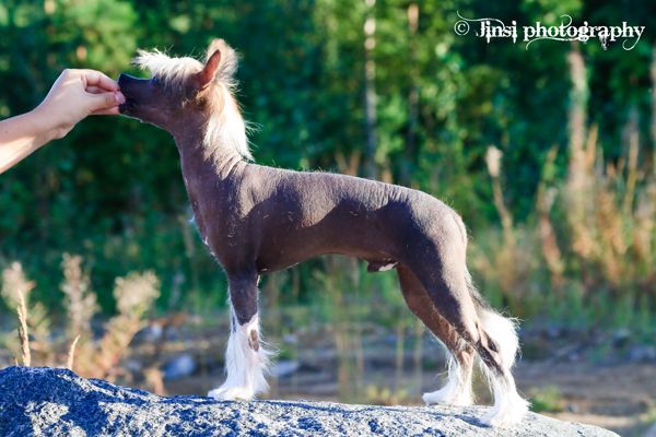 Rillareijan Kolmas Komia Poika