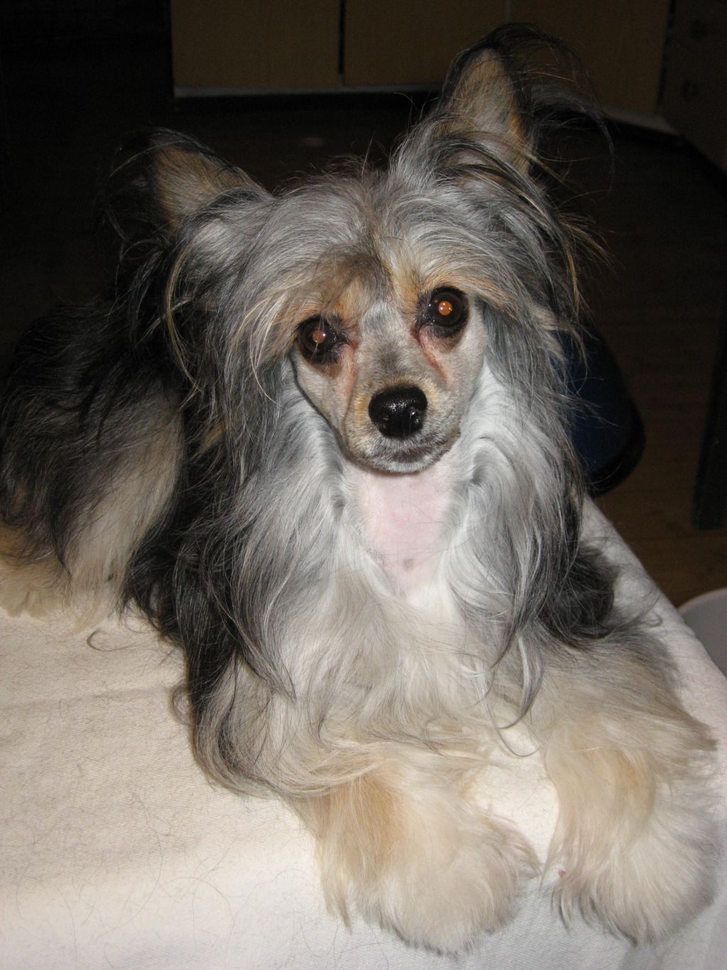 Rillareijan Seittemäs Soma Sisar