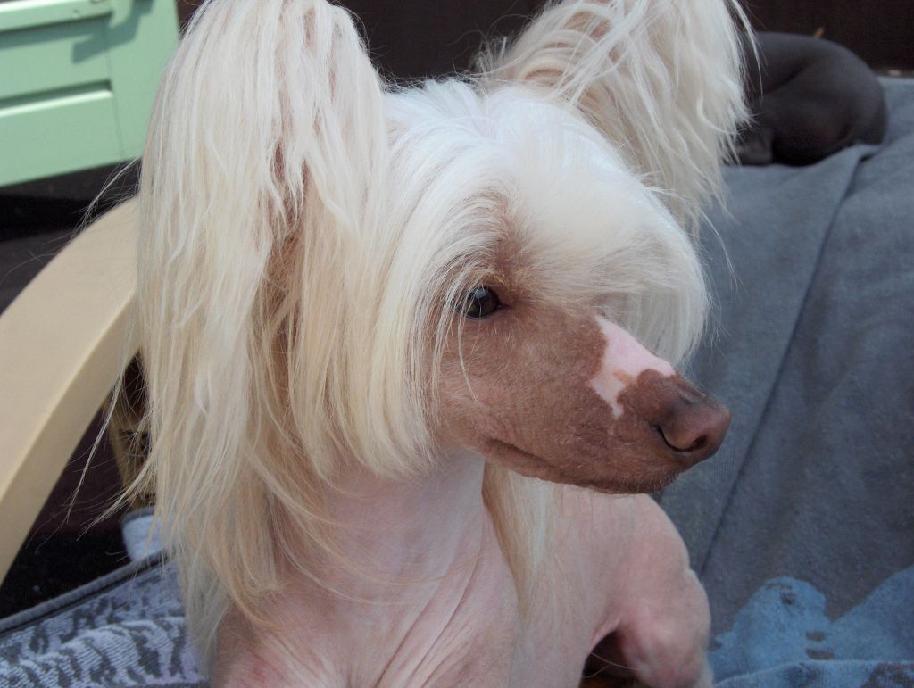 Jinx See Me Fly United Dogs