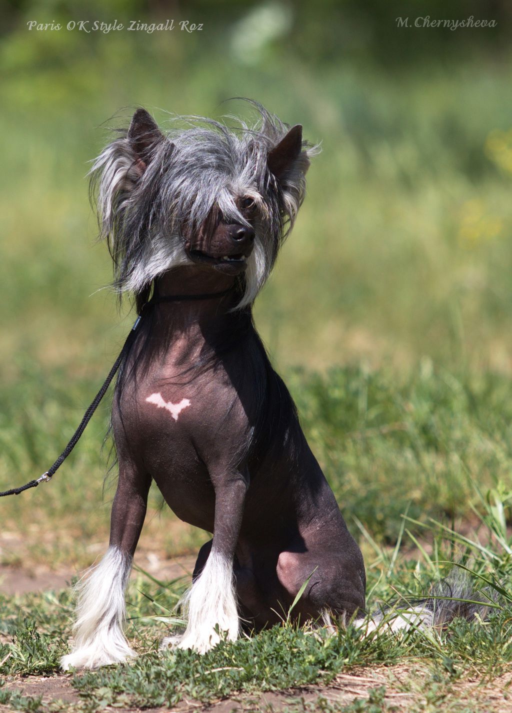 Paris OK Style Zingall Roz