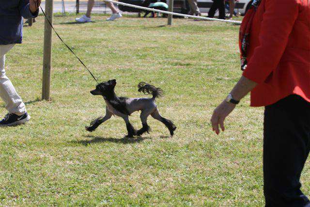 Gillania Lavandula at Principado De Lorena