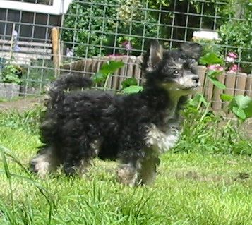 Frendor's Zoom the sun