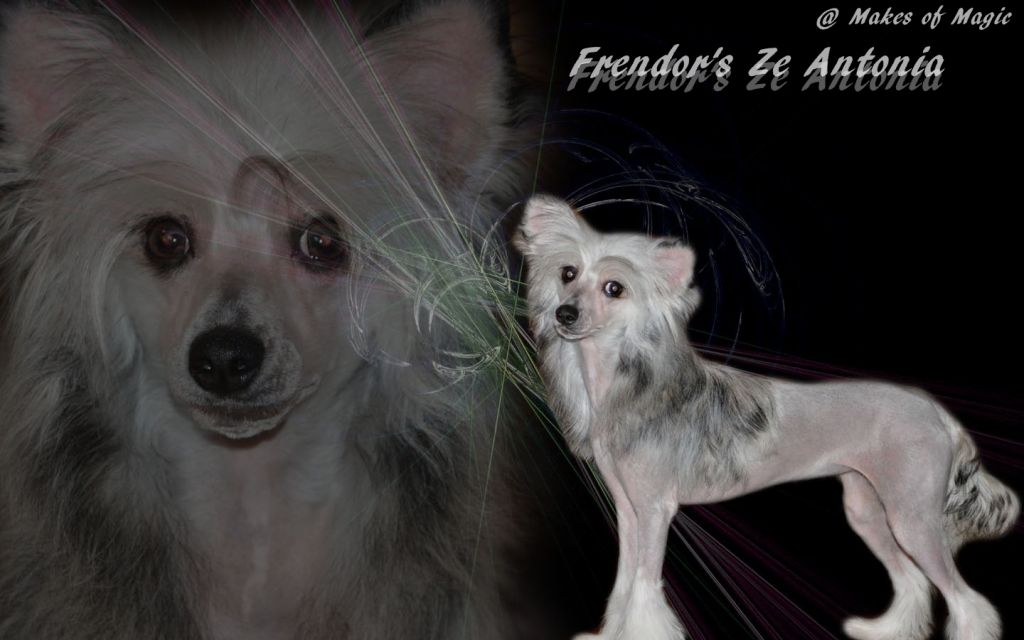 Frendor's Ze Antonia