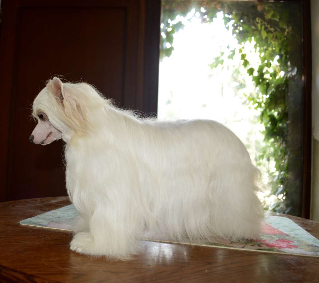 Iced Smoothie  von Shinbashi