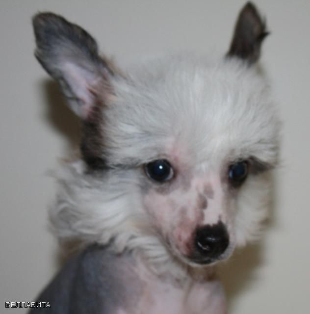 Bella Vita Kado Kitaiski Potselui