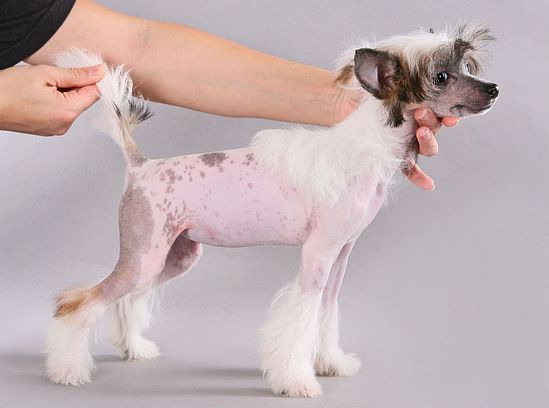 Dogland Happy Ledi Ga Ga