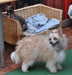 Dogtrix Andliga Angel