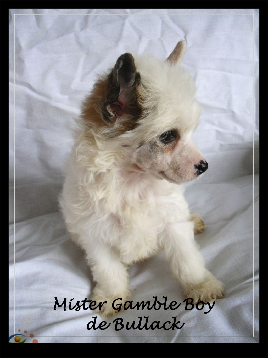 Mister Gamble Boy de Bullack