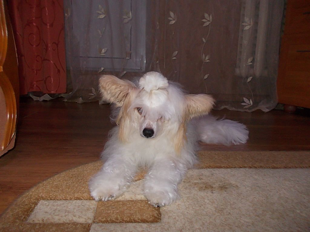 Onli Prestige Bonus Westtai