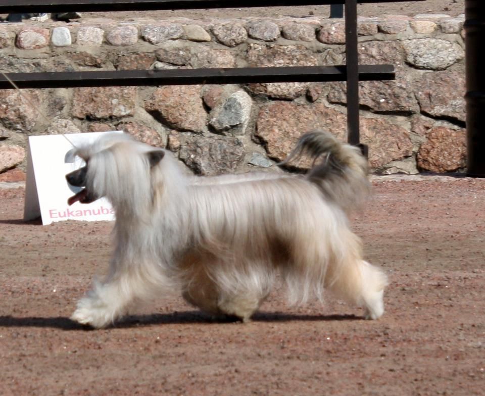 Royalette's Buttercup Powerpuff