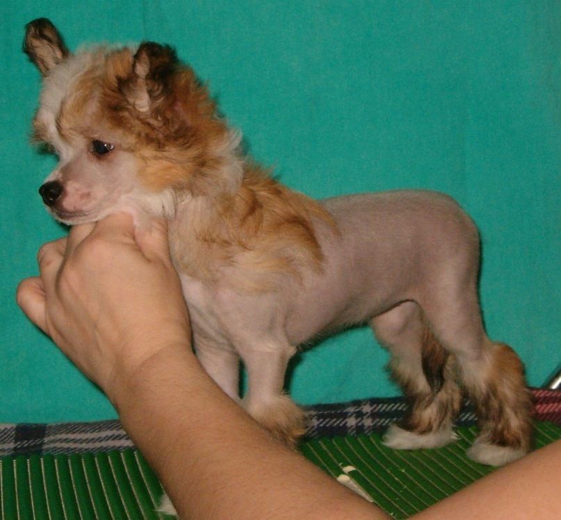 Elf Elen's Estee Lauder