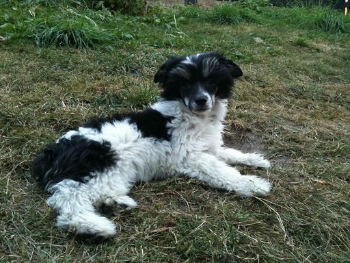 Zödra Gremlins Greger