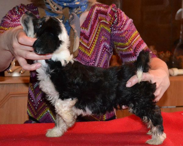 Vellar Pljus Klod Nike