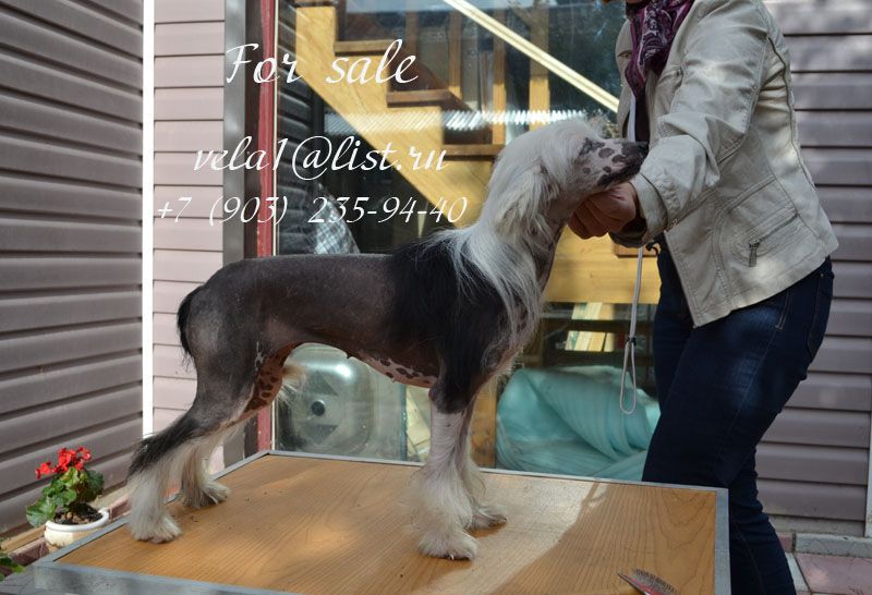 Vellar Pljus Kitayskaja Sjuita