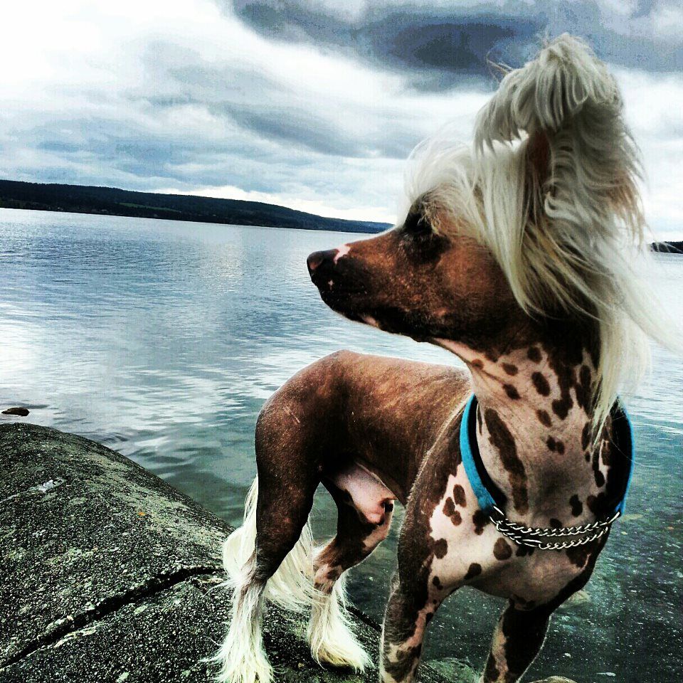 Drömtorpet's Marco from Apollon