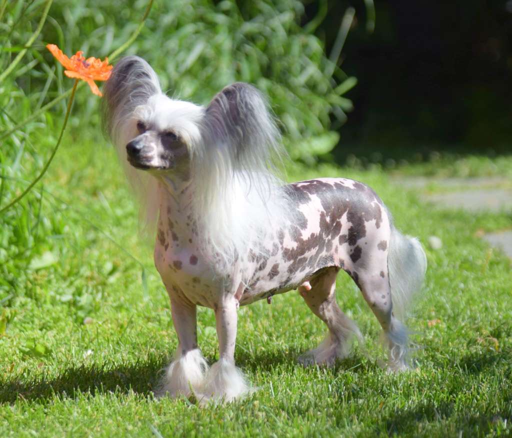 Omegaville Stop Press Im Back