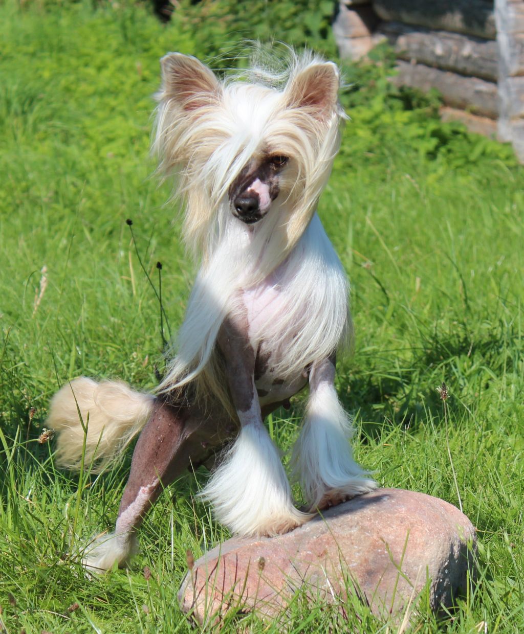 Omegaville Hey Look Me Over