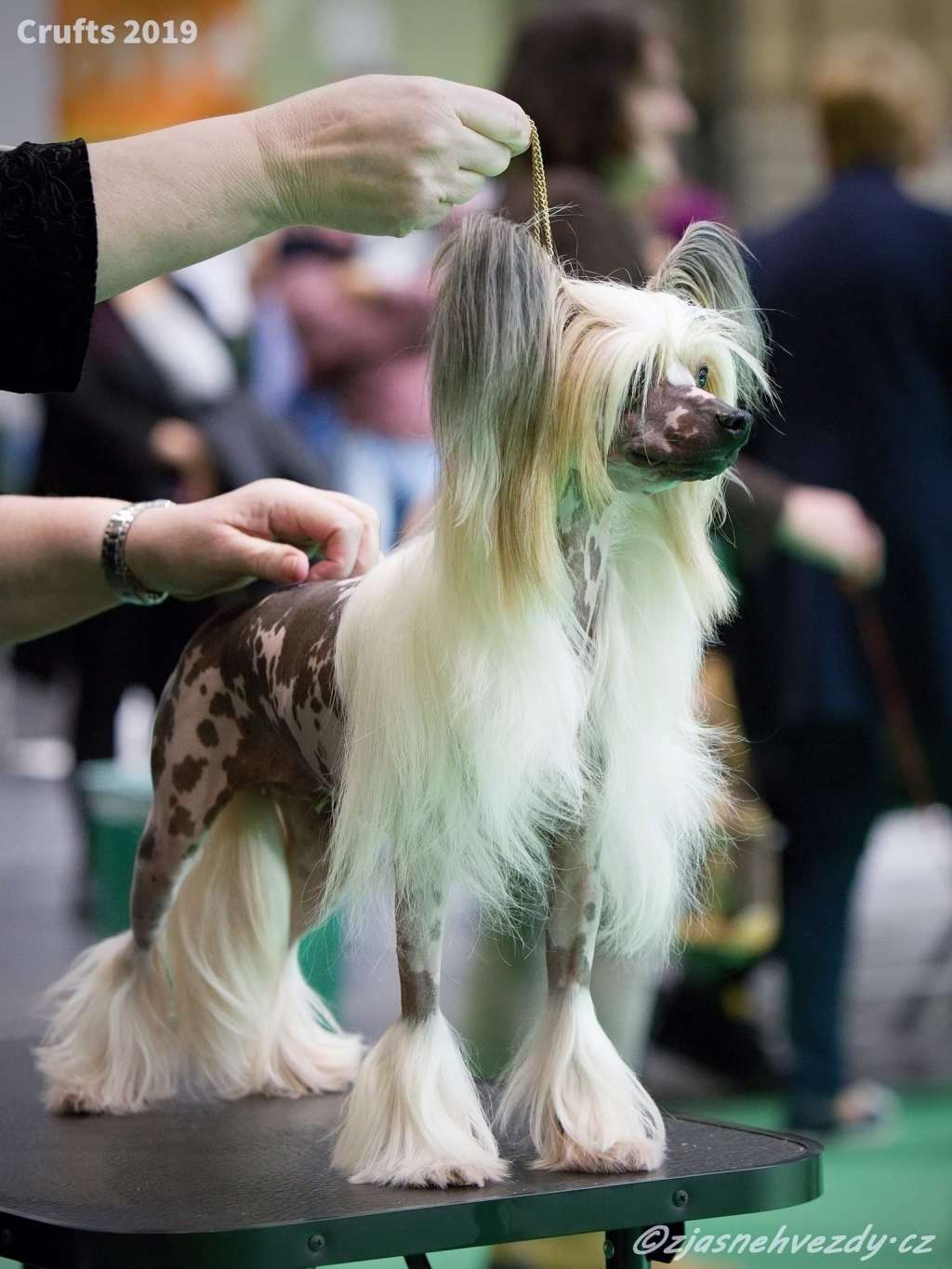 Omegaville Press Release for Shumllea (Imp Esp)