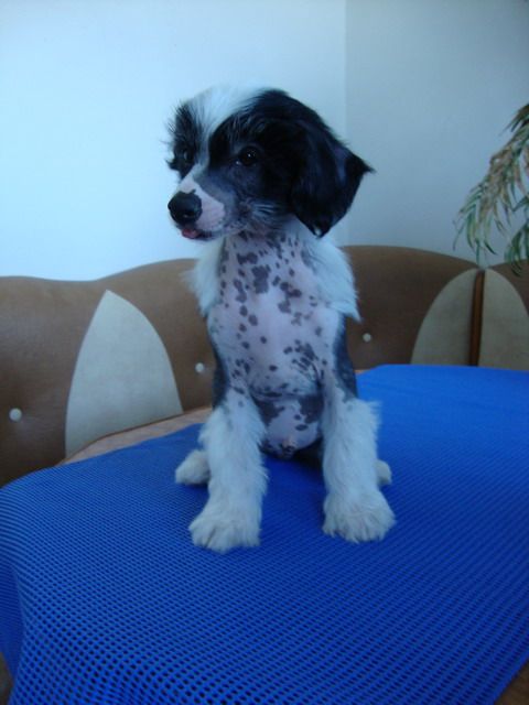 Azart iz Sozvezdiya Khana