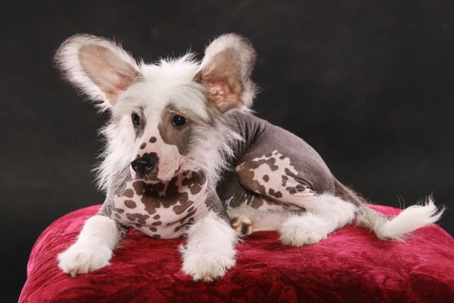 Akvamarin iz Sozvezdiya Khana