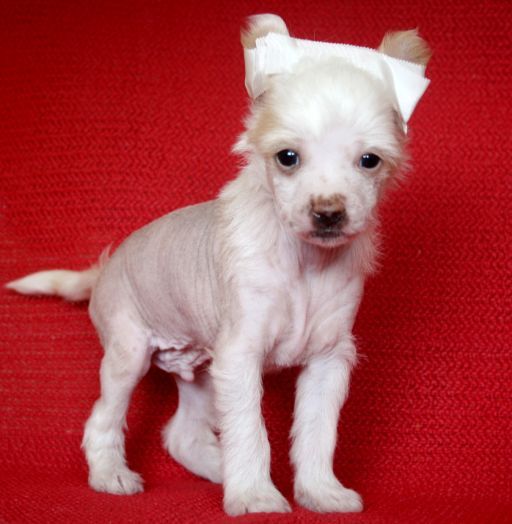 Etual Asandant Cosmos