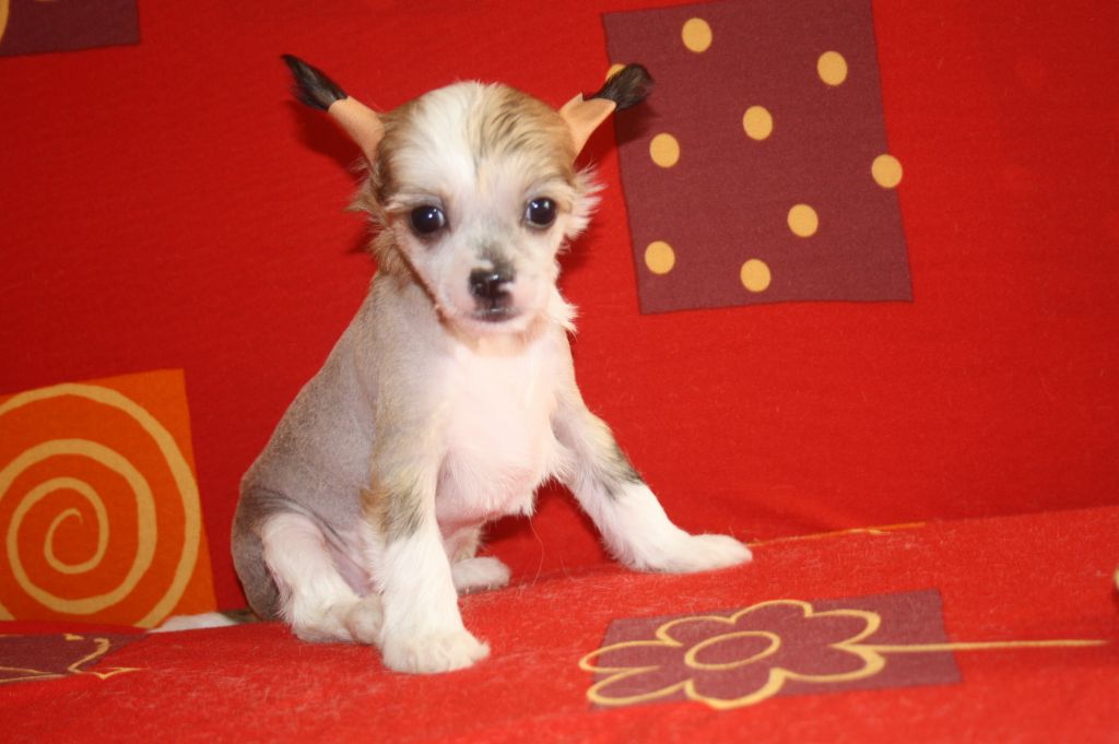 Etual Asandant Carolina